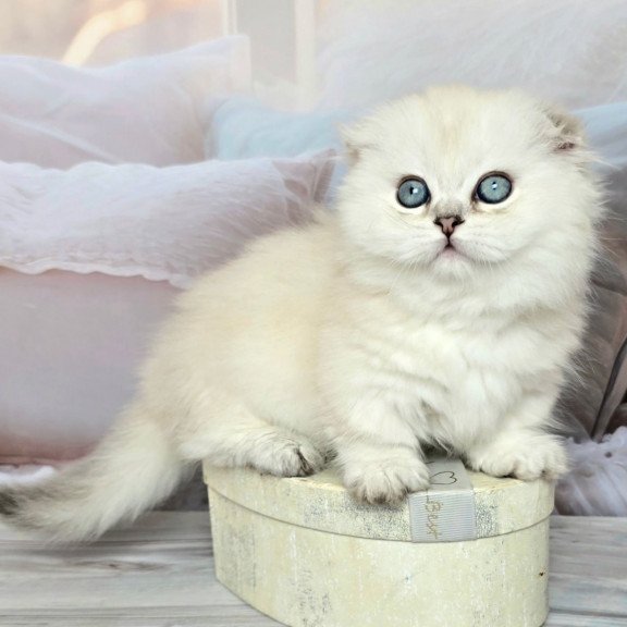 Munchkin Sapphire