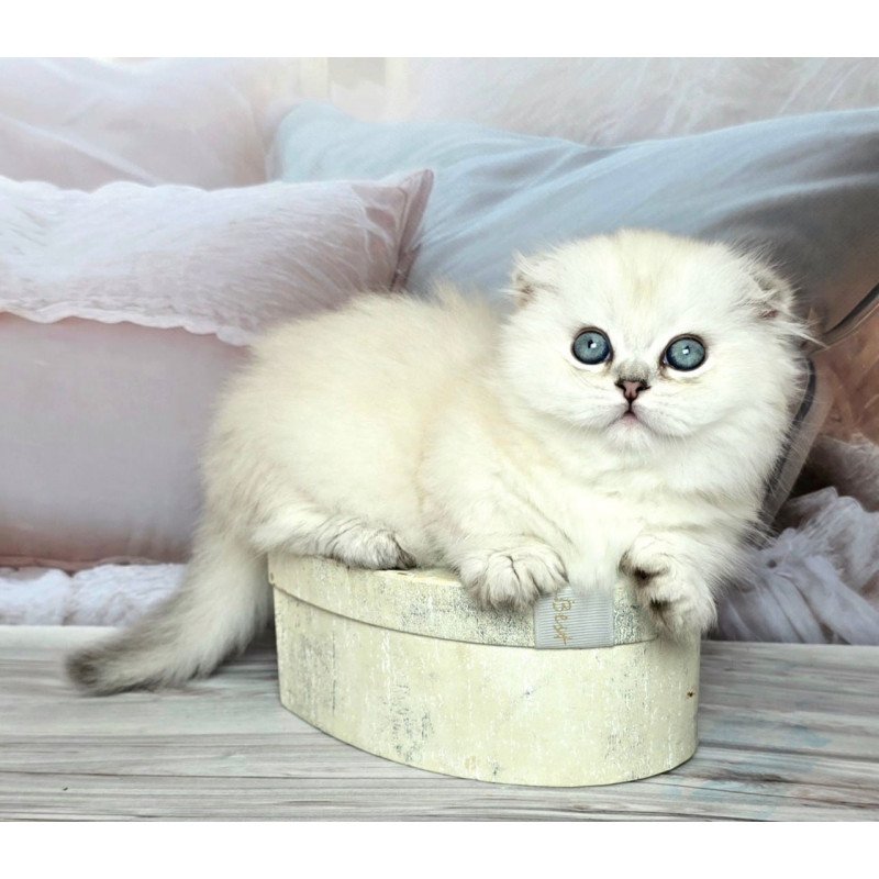 Munchkin Sapphire