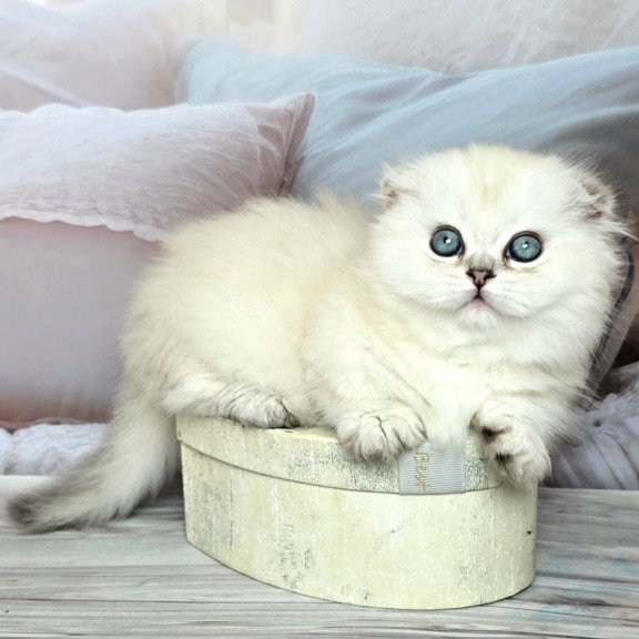Munchkin Sapphire