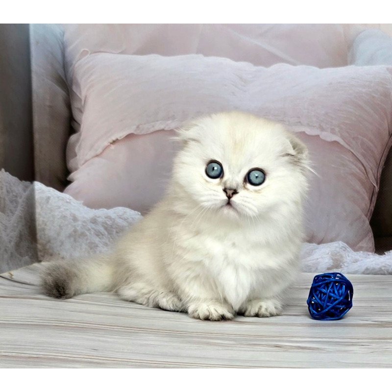 Munchkin Sapphire