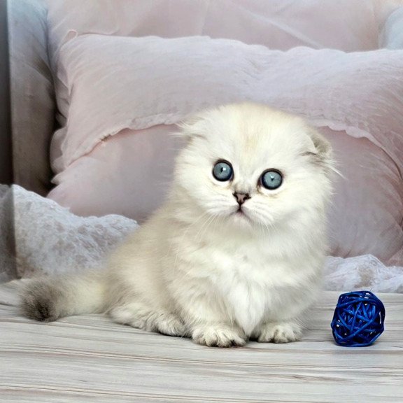 Munchkin Sapphire