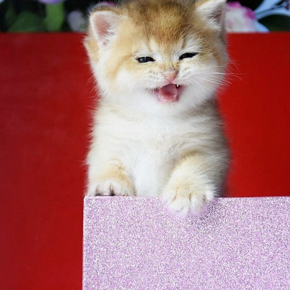 British Simba