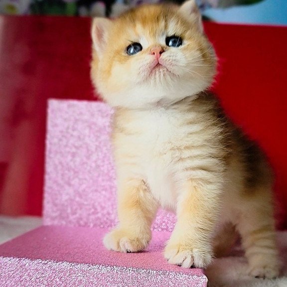 British Simba