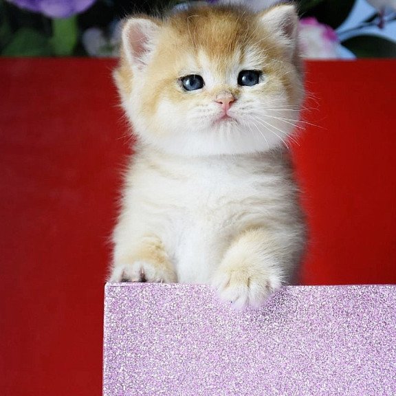 British Simba