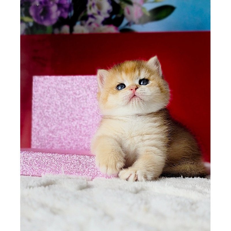 British Simba