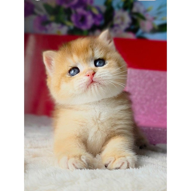 British Simba