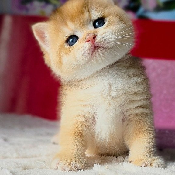 British Simba