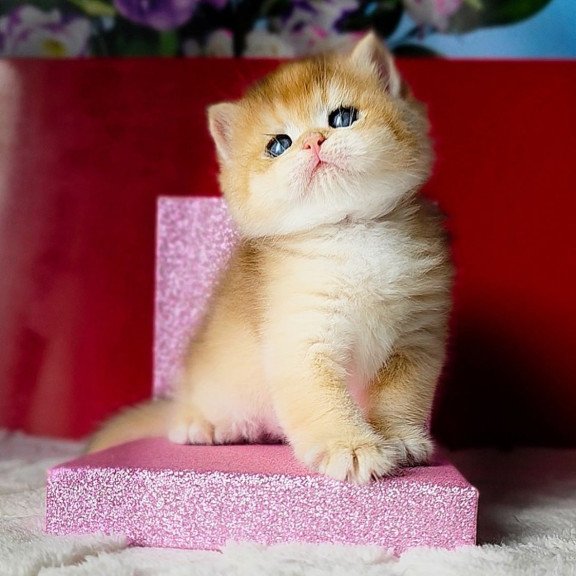 British Simba