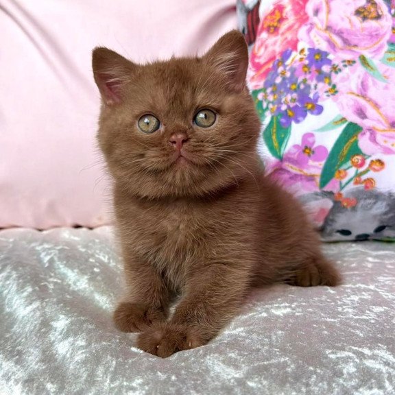 British Melvin