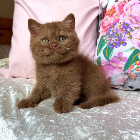 British Melvin