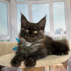 Maine Coon Ralph