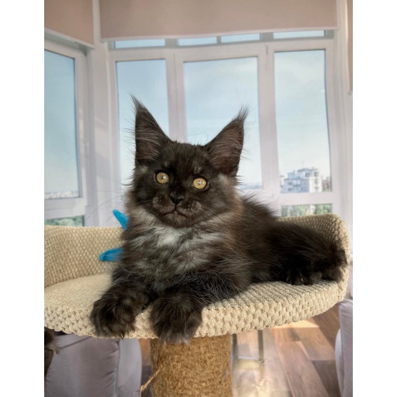 Maine Coon Ralph