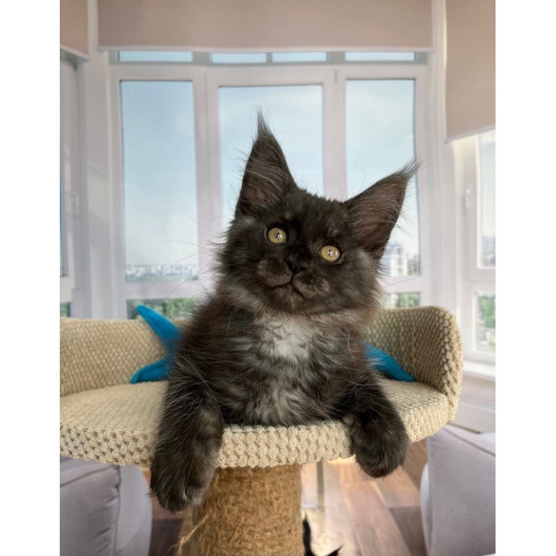 Maine Coon Ralph