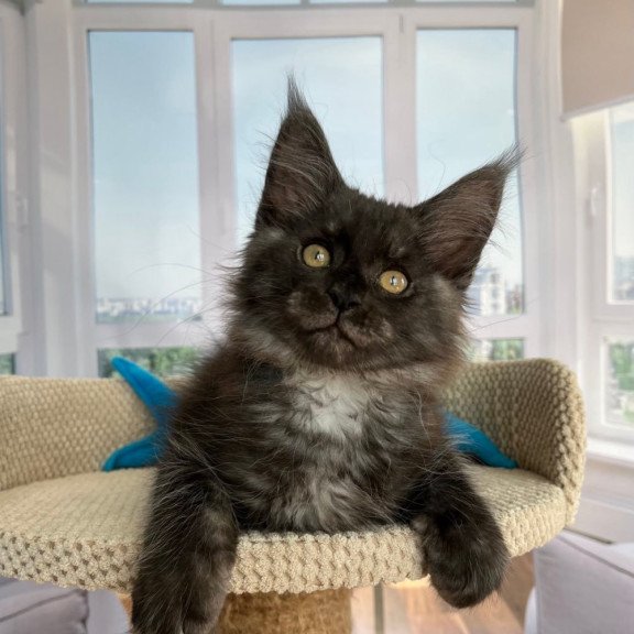 Maine Coon Ralph