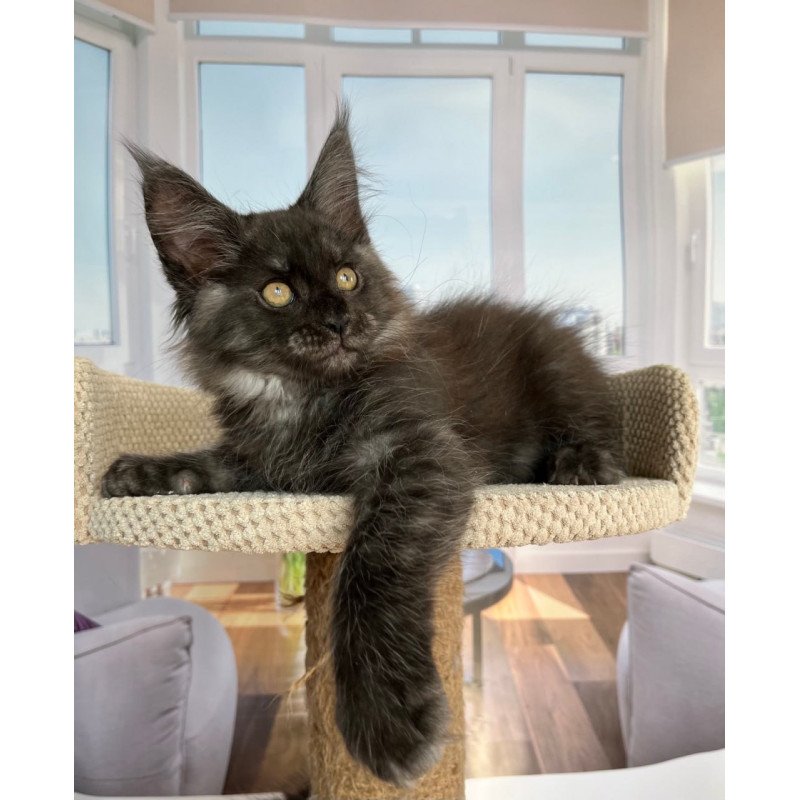 Maine Coon Ralph