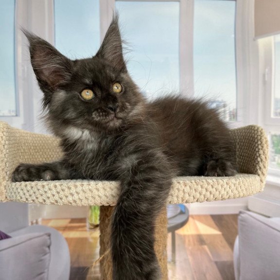 Maine Coon Ralph