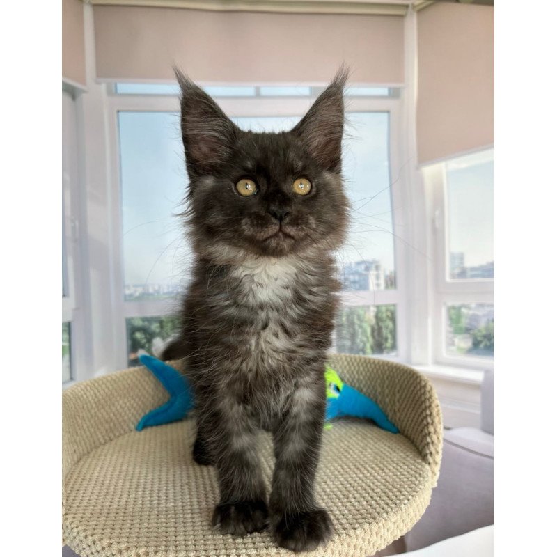 Maine Coon Ralph