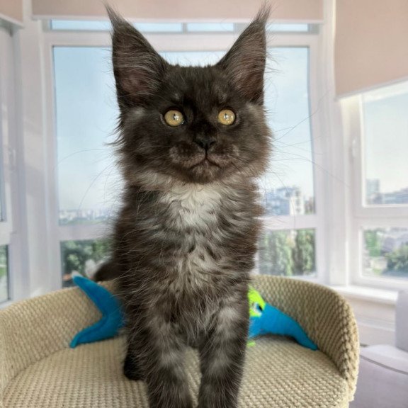 Maine Coon Ralph