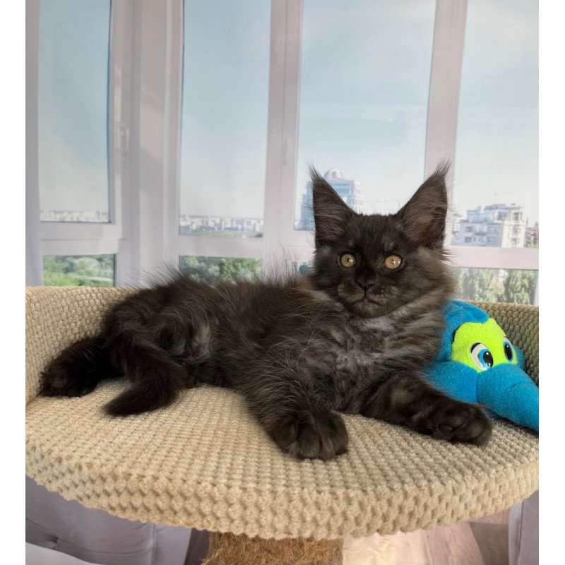 Maine Coon Ralph