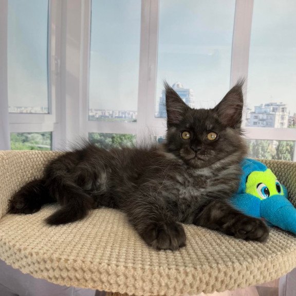 Maine Coon Ralph