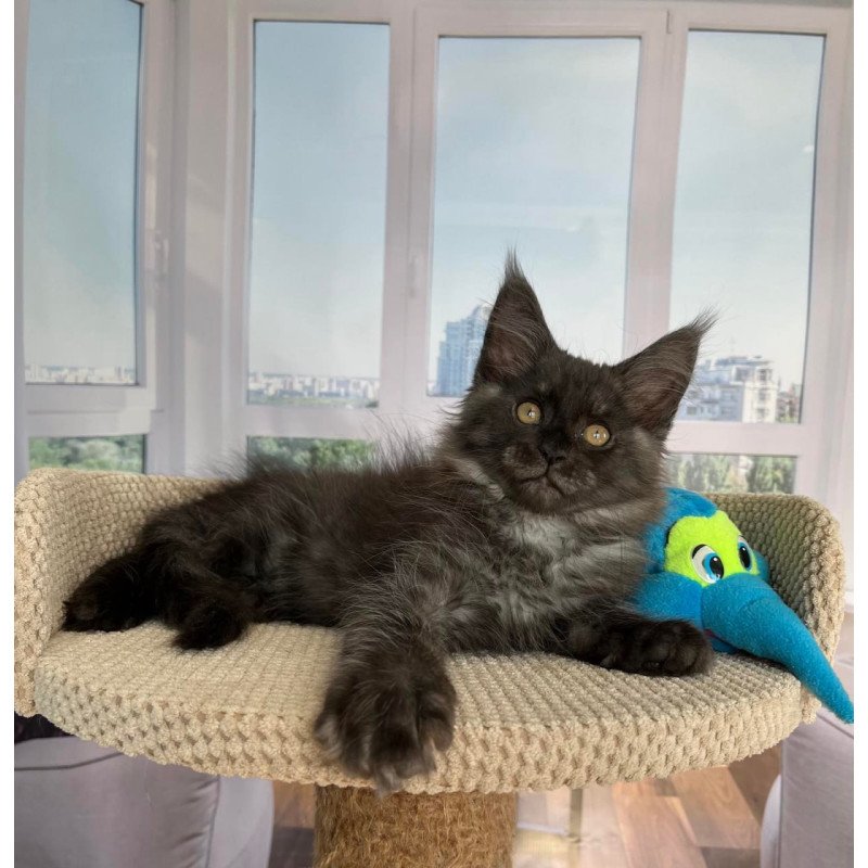 Maine Coon Ralph