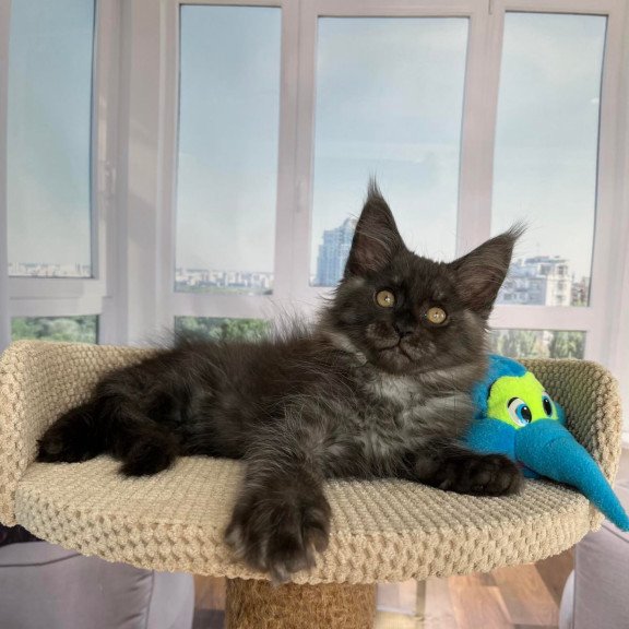 Maine Coon Ralph