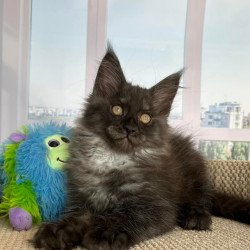 Maine Coon Ronald