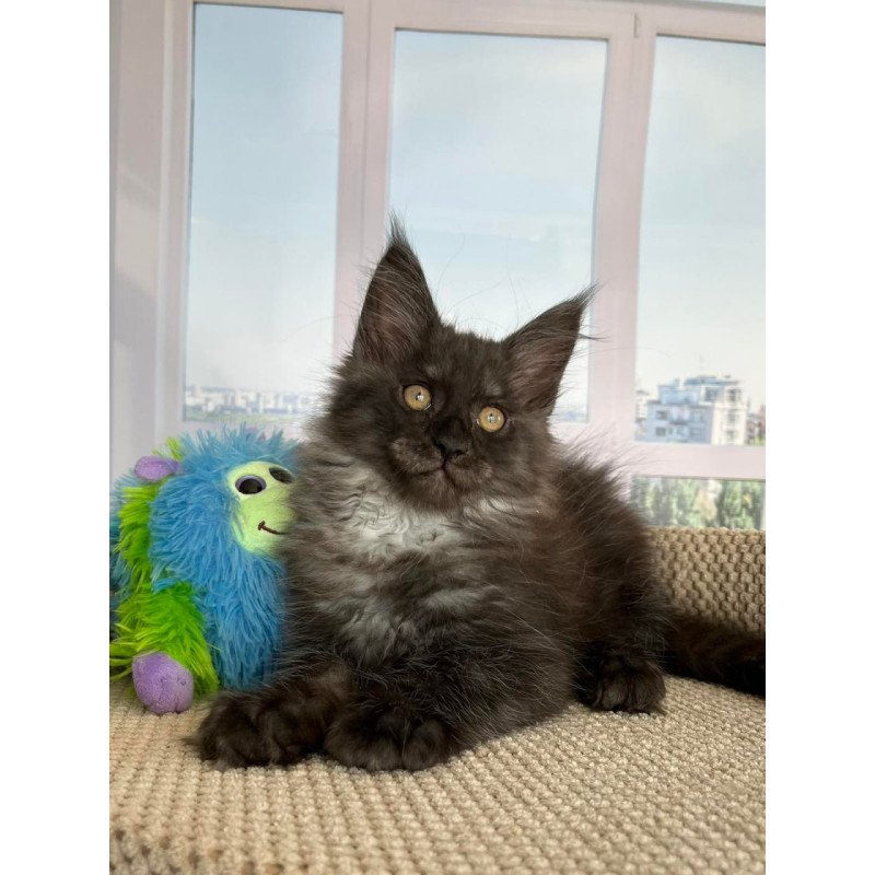 Maine Coon Ronald