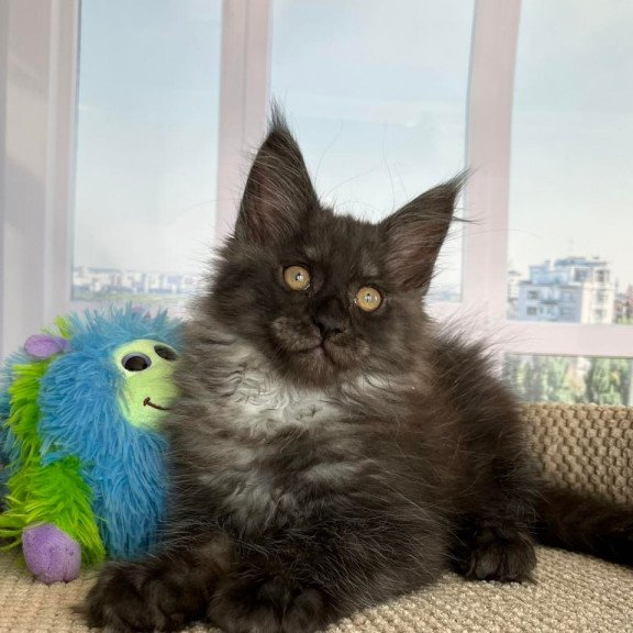 Maine Coon Ronald