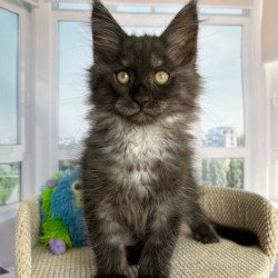Maine Coon Ronald