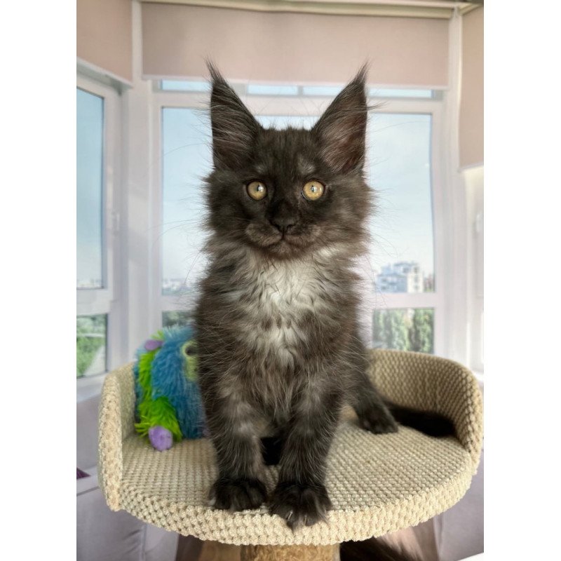 Maine Coon Ronald