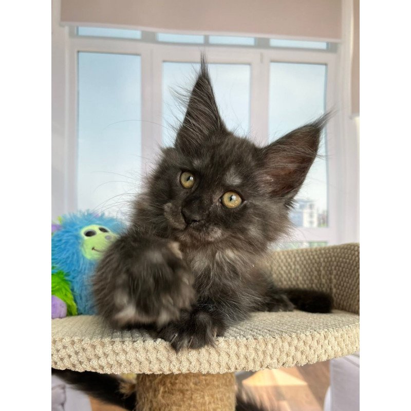 Maine Coon Ronald