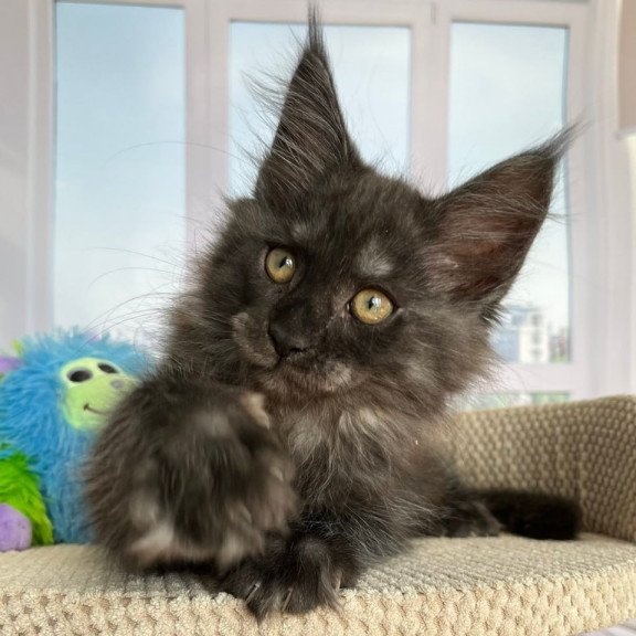 Maine Coon Ronald