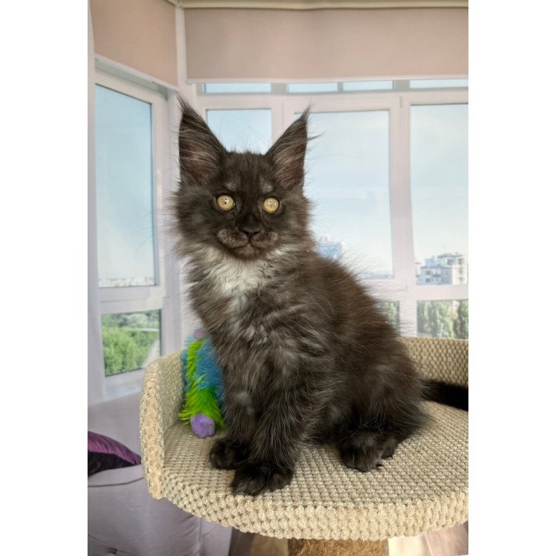Maine Coon Ronald