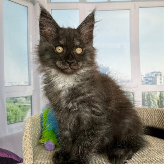 Maine Coon Ronald
