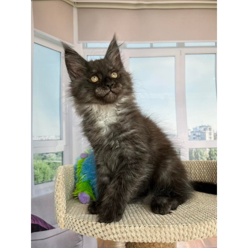 Maine Coon Ronald