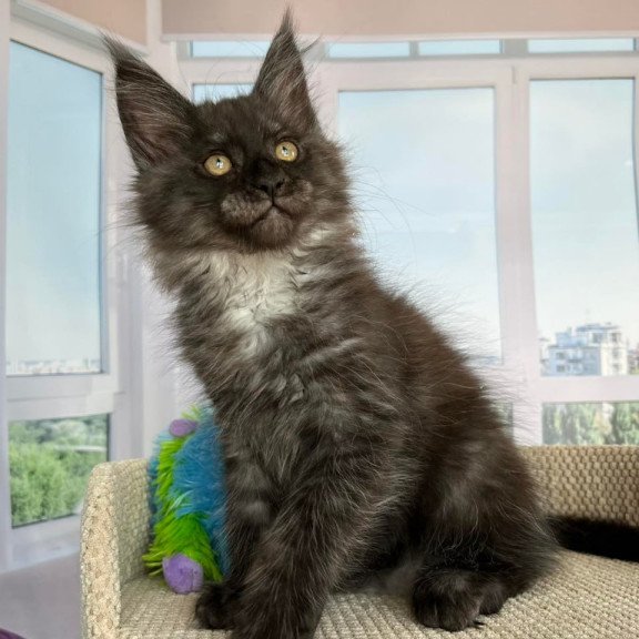 Maine Coon Ronald