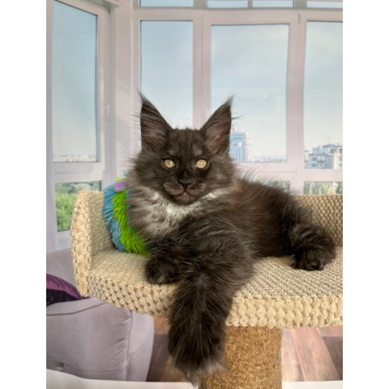 Maine Coon Ronald