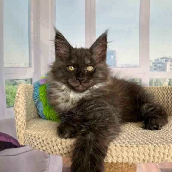 Maine Coon Ronald