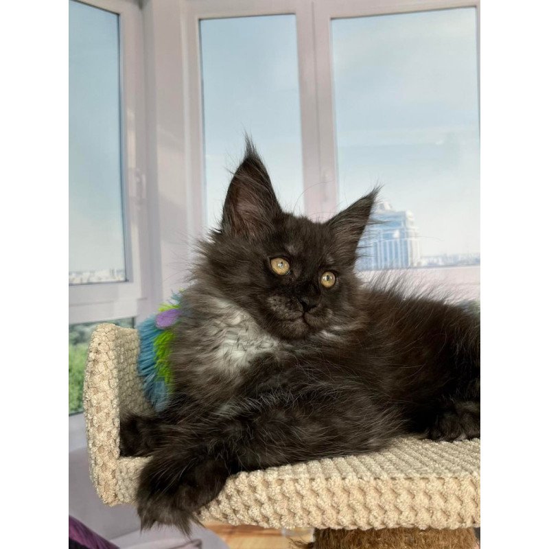 Maine Coon Ronald