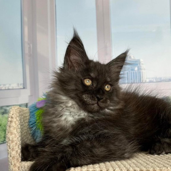 Maine Coon Ronald