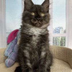Maine Coon Rumi