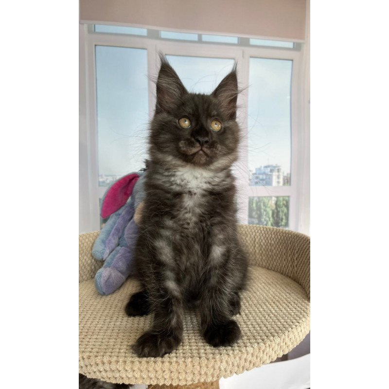 Maine Coon Rumi