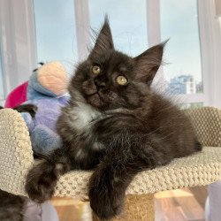 Maine Coon Rumi