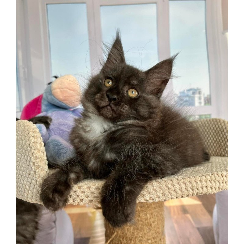 Maine Coon Rumi