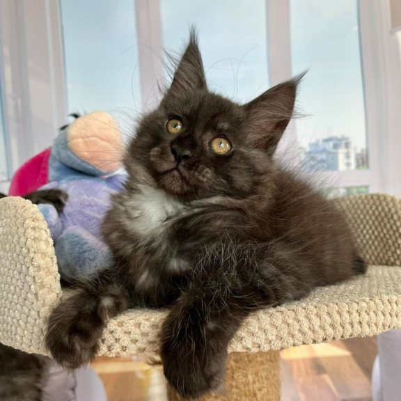 Maine Coon Rumi
