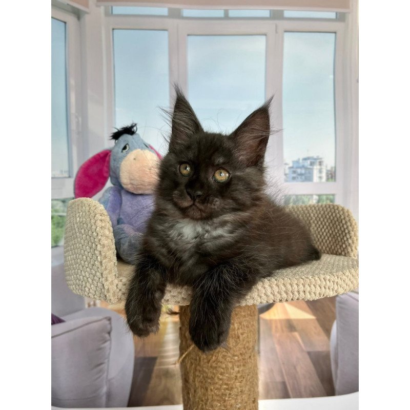 Maine Coon Rumi