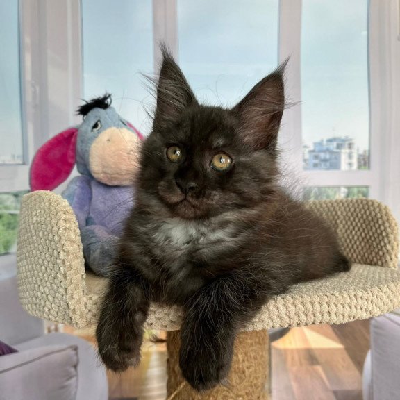 Maine Coon Rumi