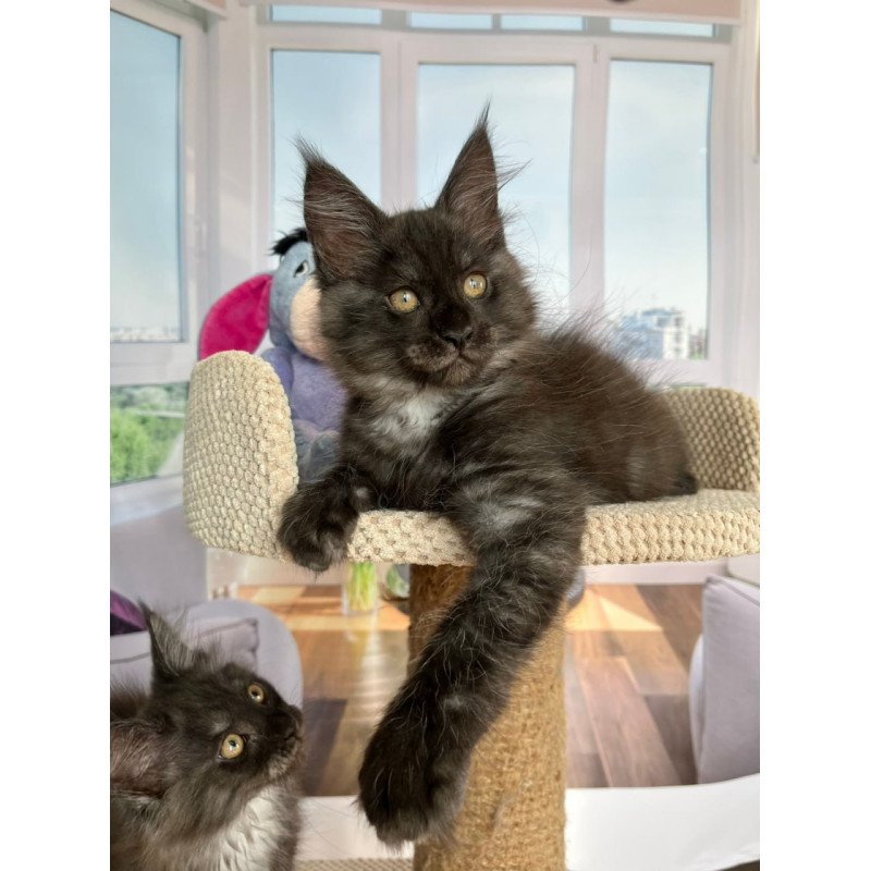 Maine Coon Rumi
