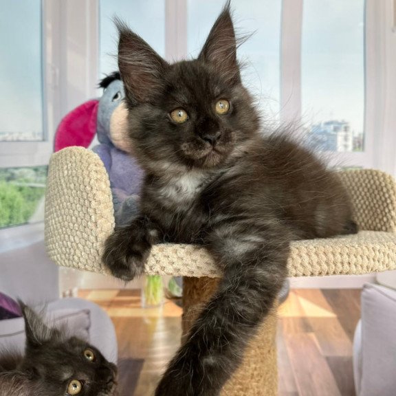 Maine Coon Rumi